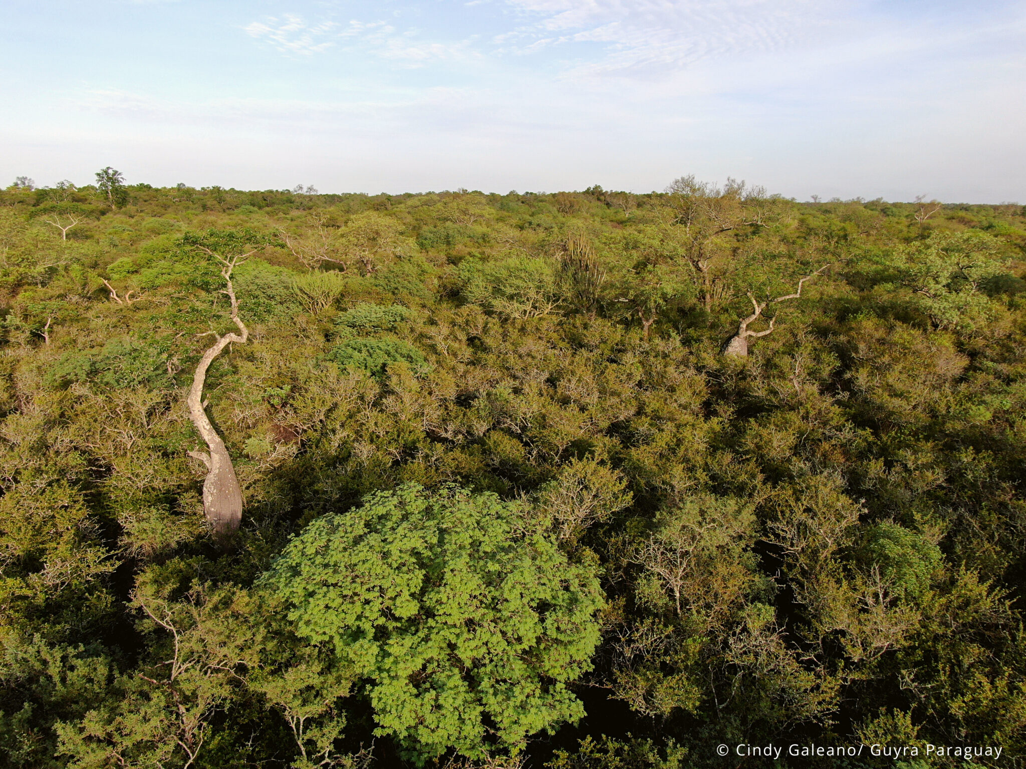 Colección 5 de MapBiomas Chaco alerta sobre la continuidad del avance agropecuario sobre regiones naturales
