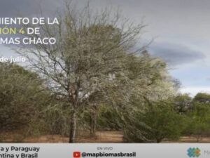 Acceda al video de la Colección 4.0 de MapBiomas Chaco